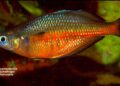 Ikan endemik Danau Sentani