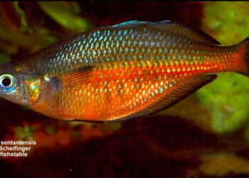 Ikan endemik Danau Sentani