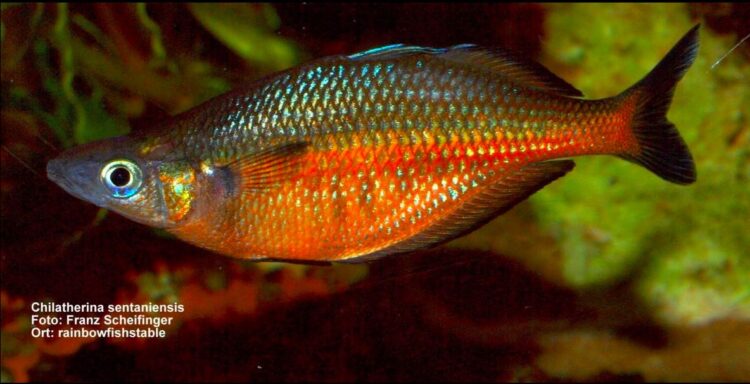 Ikan endemik Danau Sentani