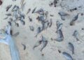 Puluhan ikan mati di sepanjang garis pantai Munda Kepulauan Solomon 29 Ikan mati di Kepulauan Solomon