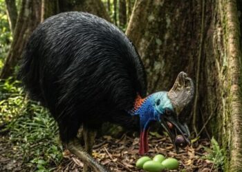 Sawit dibuka, pohon ditebang, hutan hilang, burung terbang menjauh 6 Berung Kasuari