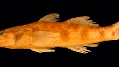 Ikan Endemik Danau Sentani