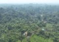 Masyarakat adat Papua mandiri dari kelola hutan ulayat 7 Dusun Sagu, Hutan Ulayat