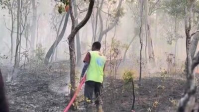 Benteng konservasi terakhir di Papua Selatan terancam rusak 2 Benteng konservasi