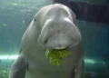 Lindungi Dugong