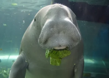 Lindungi Dugong