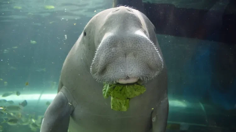 Lindungi Dugong