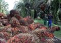 Mitigasi rantai pasok industri sawit 6 sawit