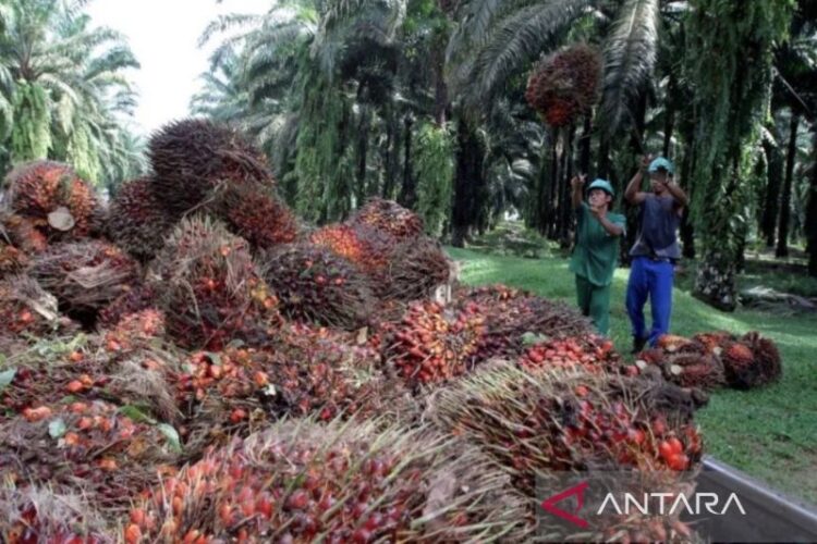 Mitigasi rantai pasok industri sawit 1 sawit